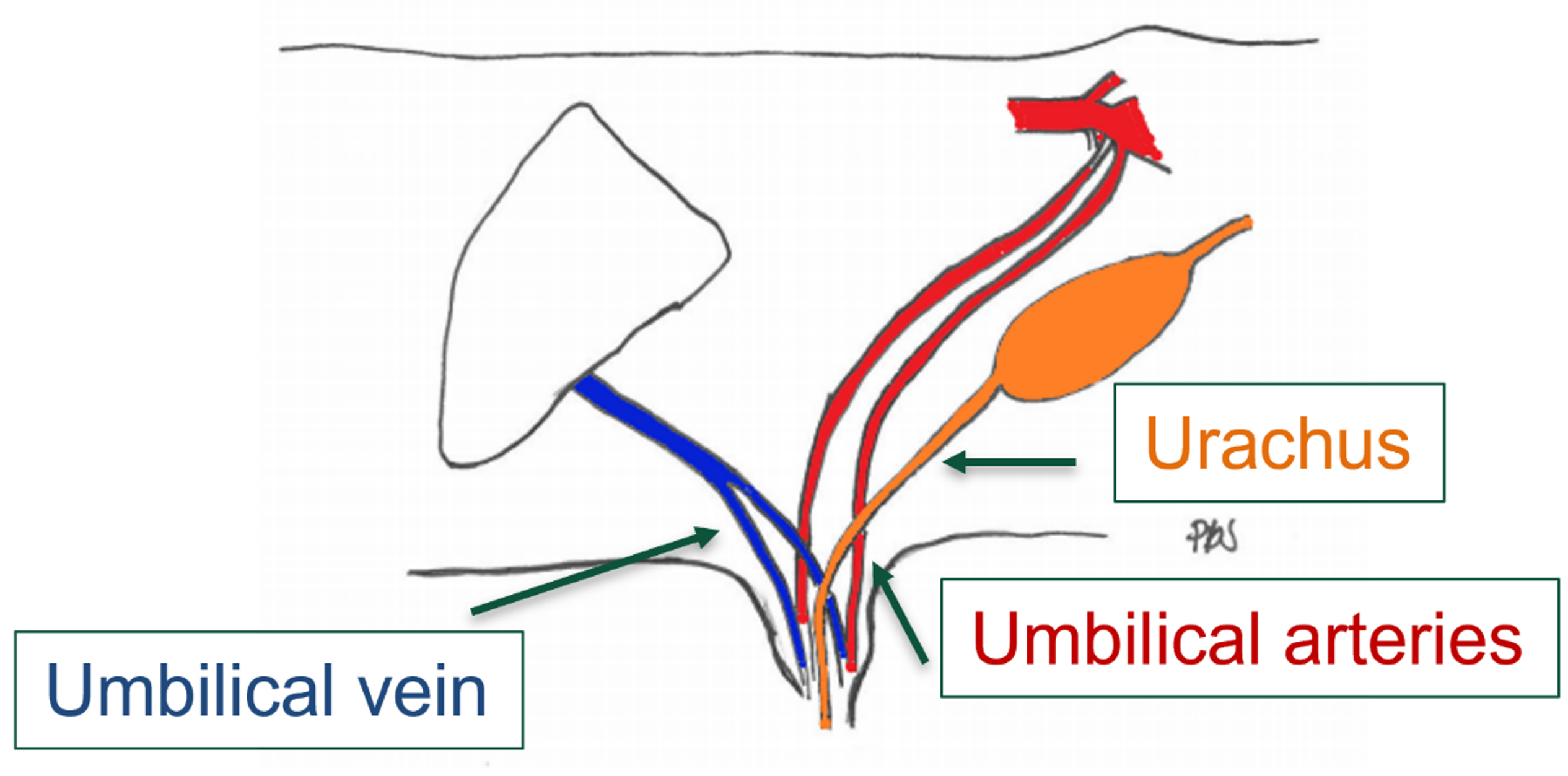 umbilical cord